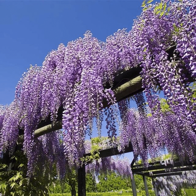 Wisteria Wonder: Nature's Cascading Beauty 💜🌸