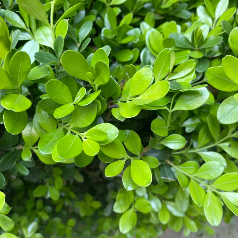 🌿🌸 Boxwood Seeds – A Gentle Touch of Green for Years to Come 🪴🌞💚