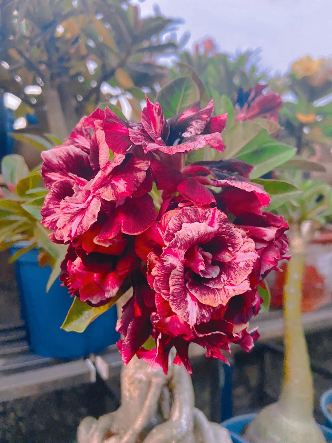 🌵🌹 Dive into Desert Beauty: Desert Rose Seeds for Your Tranquil Haven! 🏜️🌺