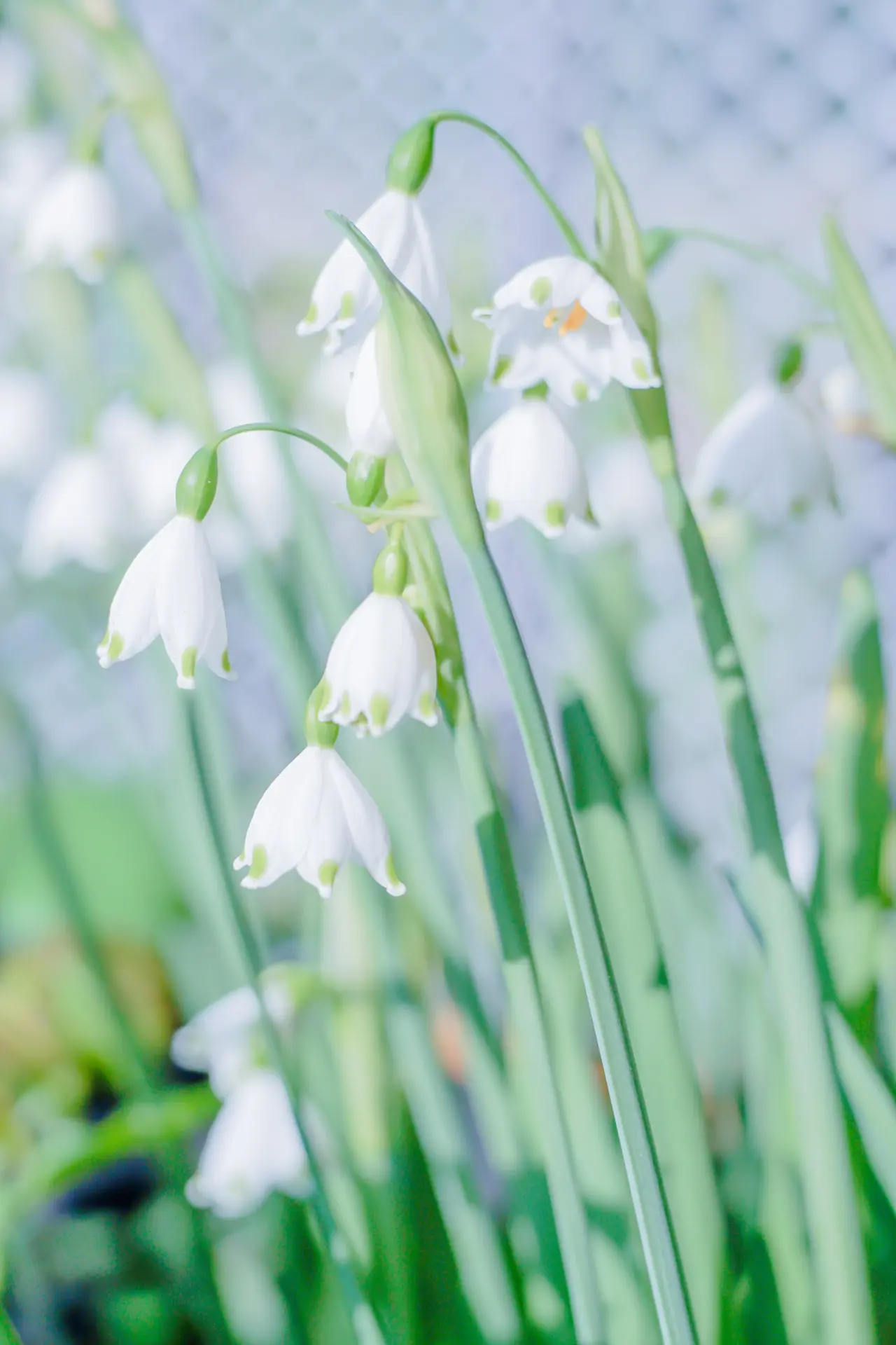 Snowdrop Haven🌼PureBeauty, Fresh Starts