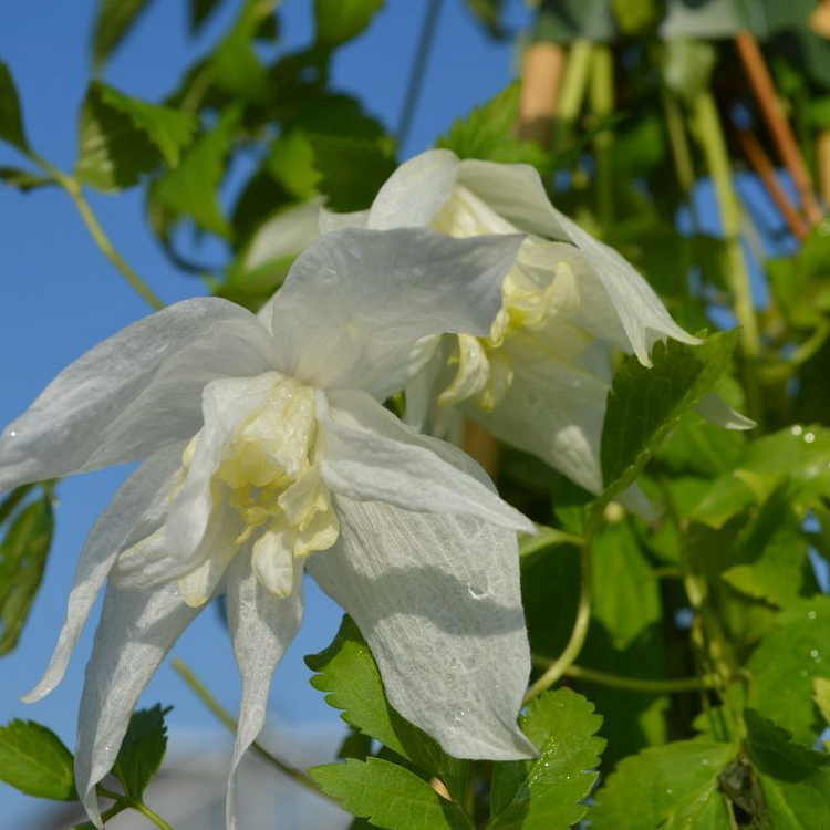 Clematis Macropetala