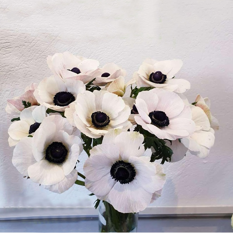 🌟 Embrace Elegance: Anemone, the Epitome of Grace for Your Garden Oasis! 🌸✨