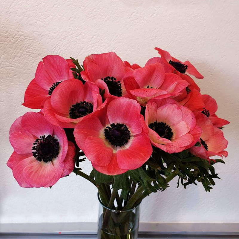 🌟 Embrace Elegance: Anemone, the Epitome of Grace for Your Garden Oasis! 🌸✨