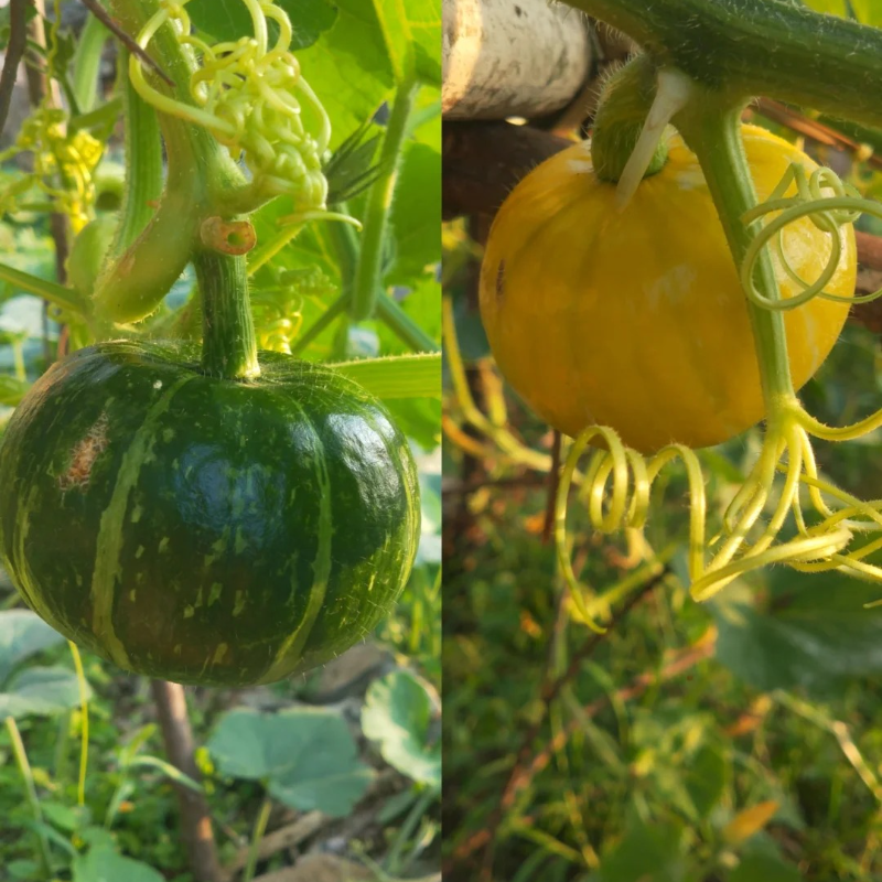 🌱Green Baby Pumpkin Seeds - Easy to grow,healthy and nutritious