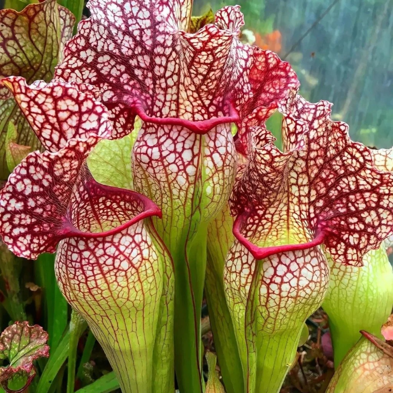 🌱 Pitcher Plant Seeds – Easy, Elegant & Bug-Free Gardening 🐞🌼