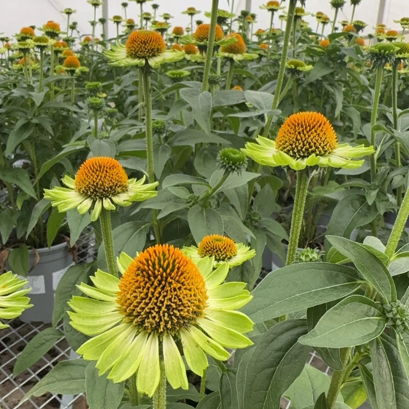 🌱Pinecone Chrysanthemum Seeds - Attract Butterflies🦋 Deer-Resistant, Low Maintenance, Blooms All Summer