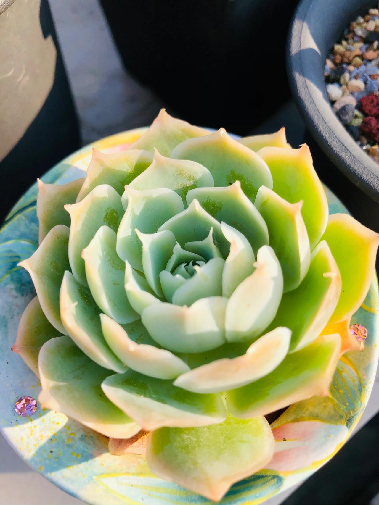 🌱cactus succulent🌵🌺40% OFF💥