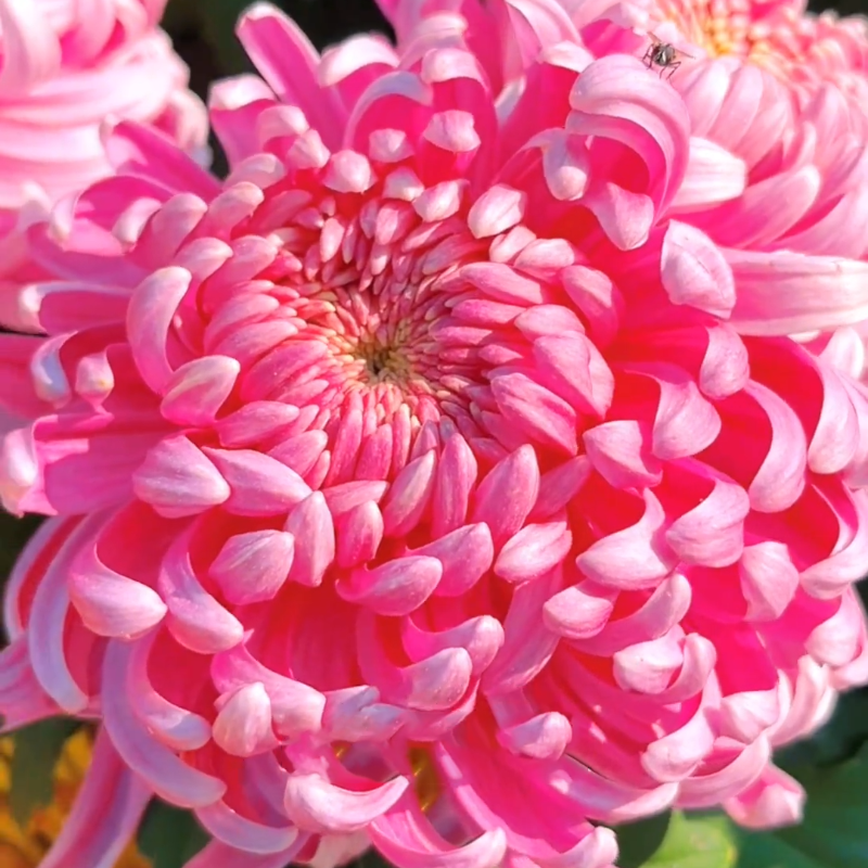 🌱Gold Thread Chrysanthemum Seeds - easy to grow, eye health, diverse hues