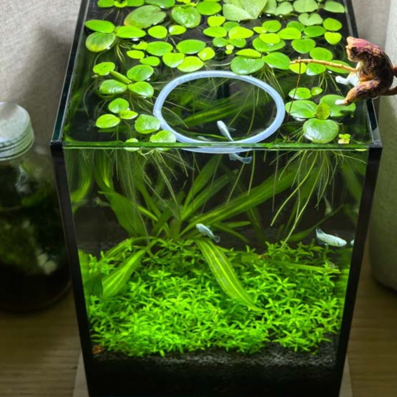 🍀 Round Leaf Duckweed Seeds – Grows Fast 🌱 | Cleans Water 💧 | Easy Natural Cover for Peaceful Ponds & Happy Fish  🐟🪷