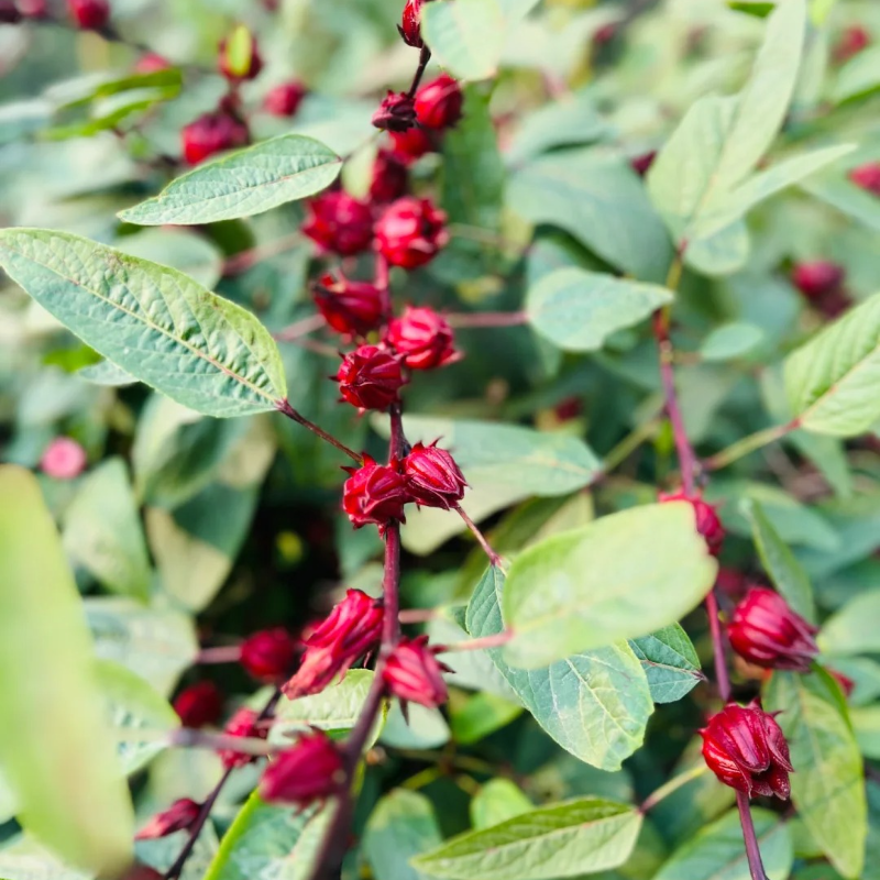 🌱Roselle Flower Seeds - Natural Antioxidant, Revitalize Health and Vitality