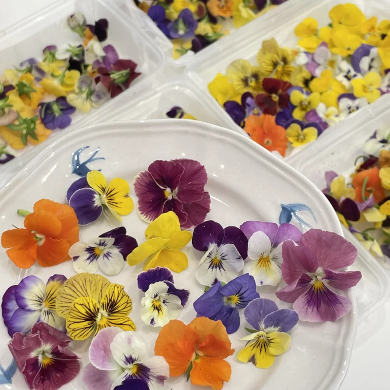 Pansy Flower Seeds 🌸 – Brighten Your Garden with Joyful, Timeless Blooms