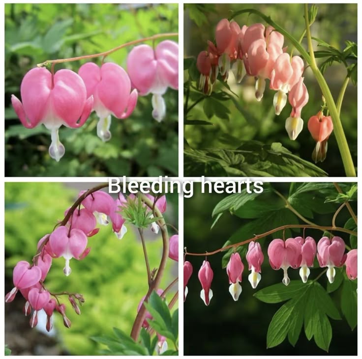 ❤️ Bleeding Heart-Lotus Peony Seeds: Timeless Beauty for Your Garden 🌸