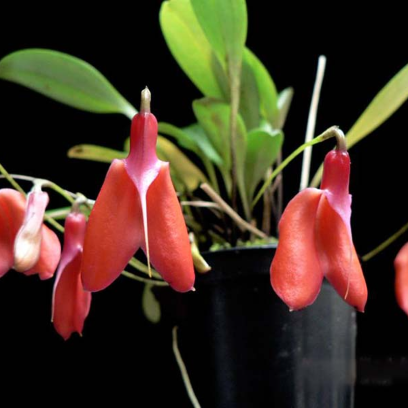 👡🌸 Masdevallia Orchid Seeds: Whimsical Beauty for Every Home 🌿