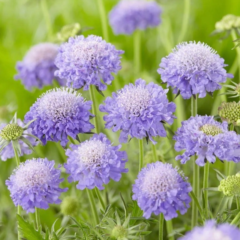Cottage Garden Magic Begins with a Seed 🌷 | Plant Scabiosa Today