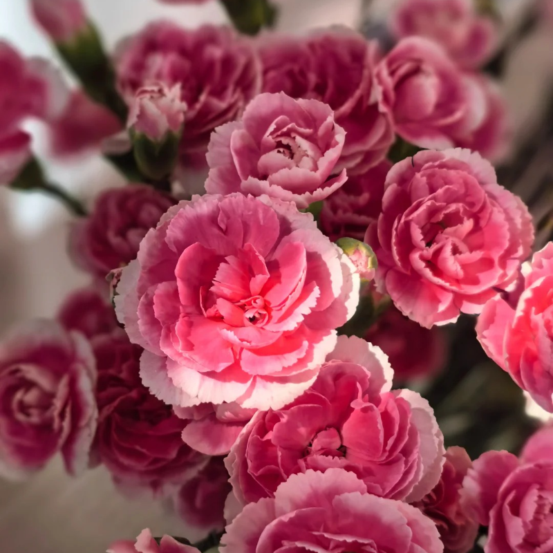 🌸 Doting Series Dianthus Seeds — A Garden Full of Love and Color