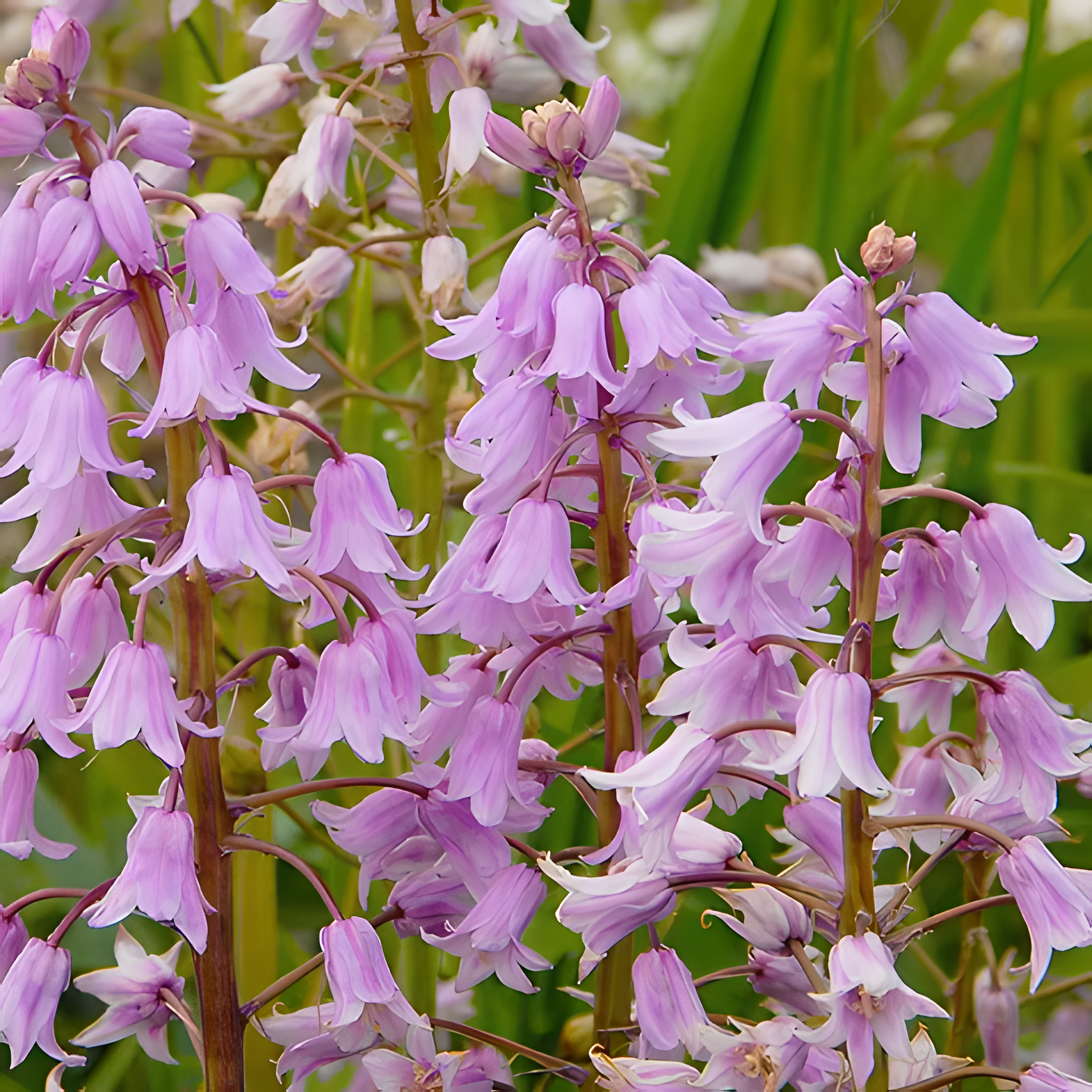 🧚‍♂️🔔Bluebells – The Fairies’ Lucky Bells