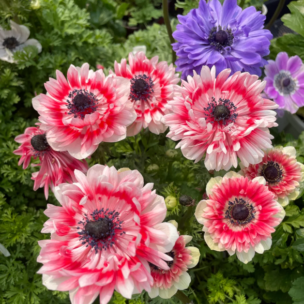 🌸 Double Anemone Seeds — Add Resilient Elegance to Your Garden!