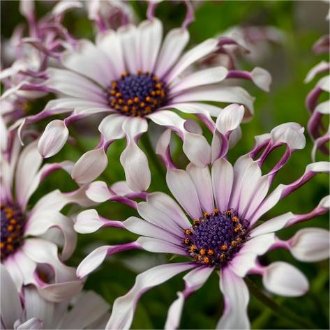 Blue Eye Chrysanthemum - White Peony