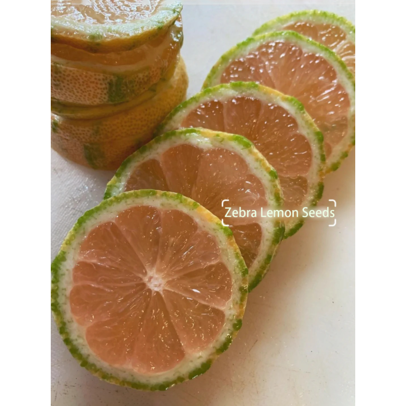 🍋Zebra Lemon Seeds –Easy to sprout, grow, and taste🌿  