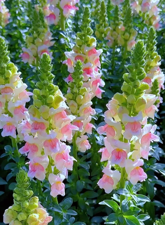 Garden Snapdragon Seeds- Mix Colors