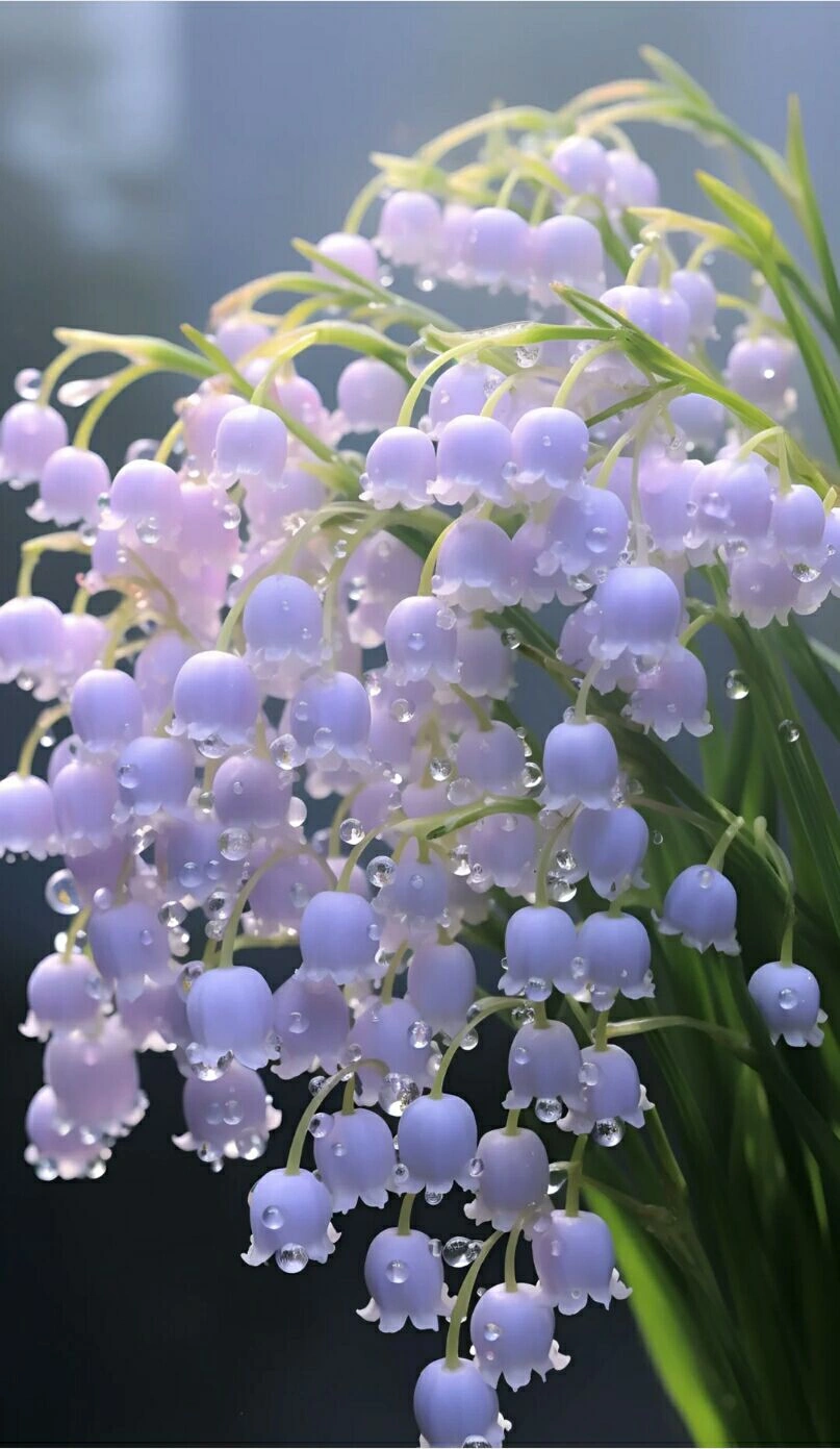 Lily of the Valley：Naturally scented flowers