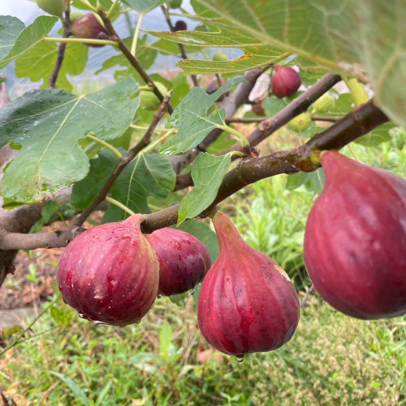 🌿Nostalgic Family-Heirloom Figs – ❤️Organic Seeds for Easy Harvest & Healthier Living!