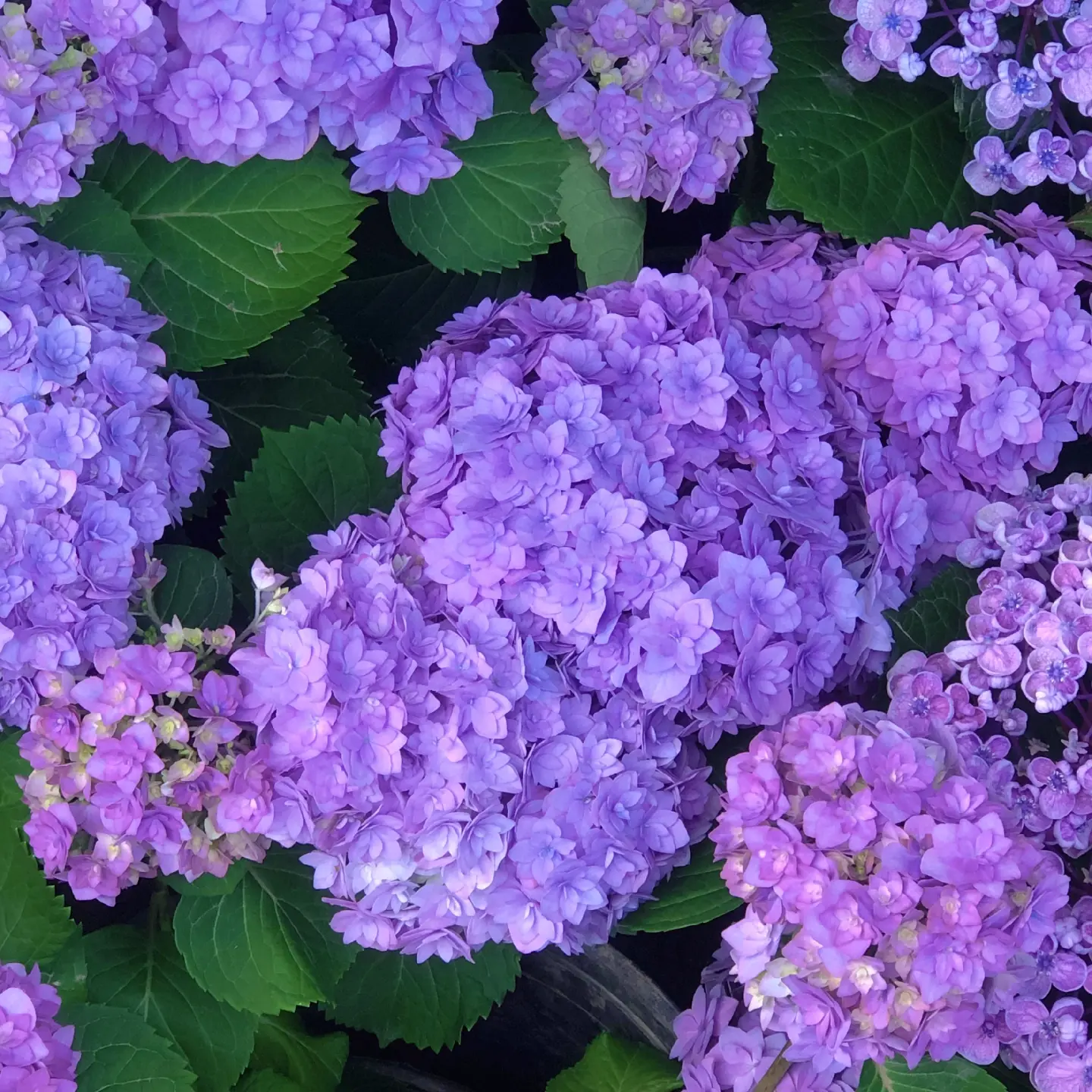 🔥Hot sale🔥  Hydrangea Seed Bonsai Flower Seeds 20/40/80 Pcs 💐