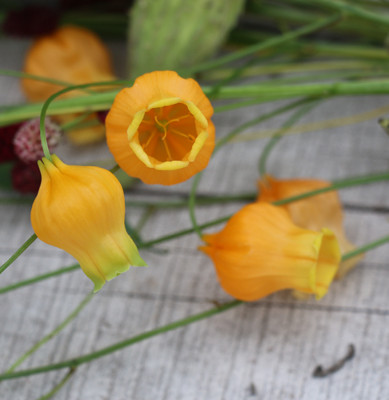 Sandersonia Aurantiaca Seeds