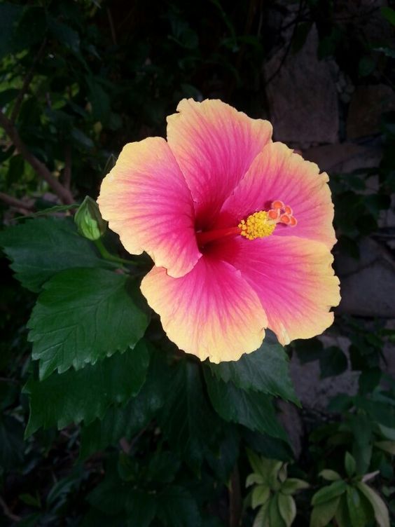 🎈🎉Perfect Dessert Hibiscus👏30%Discount！！