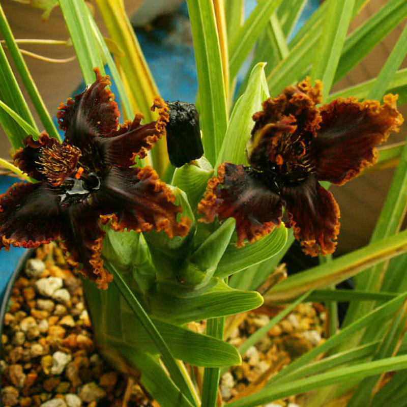 🌟 Ferraria Iris Seeds – A Touch of the Exotic, Right at Home 🪴💜