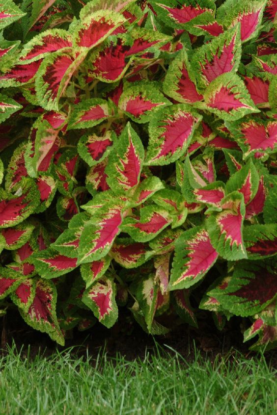 ❤️🌿 Introducing: Heartfelt Ruby Lavender Seeds! 🌿❤️