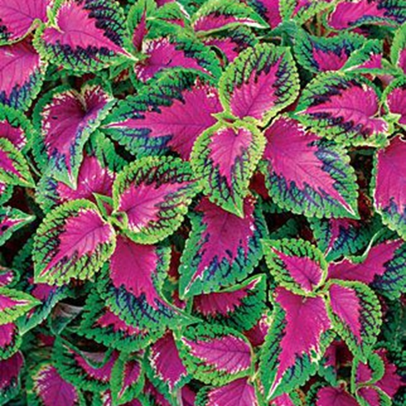 ❤️🌿 Introducing: Heartfelt Ruby Lavender Seeds! 🌿❤️