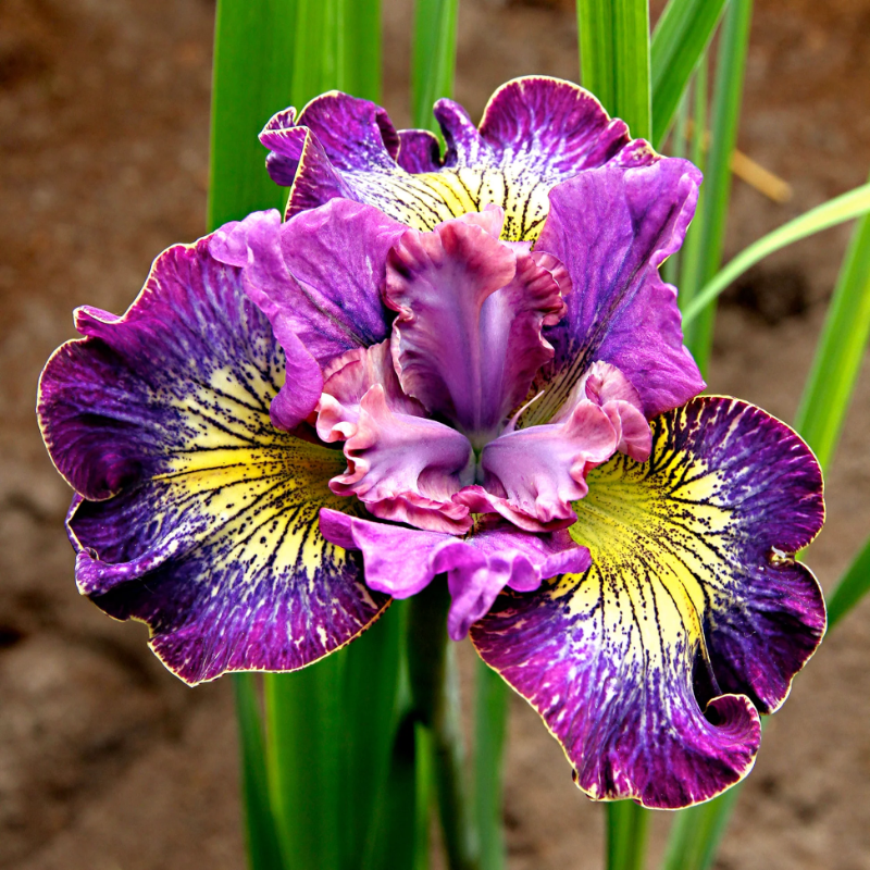 ⚜️Wild Iris Seeds – Nature’s Masterpiece for Your Garden! 🌿