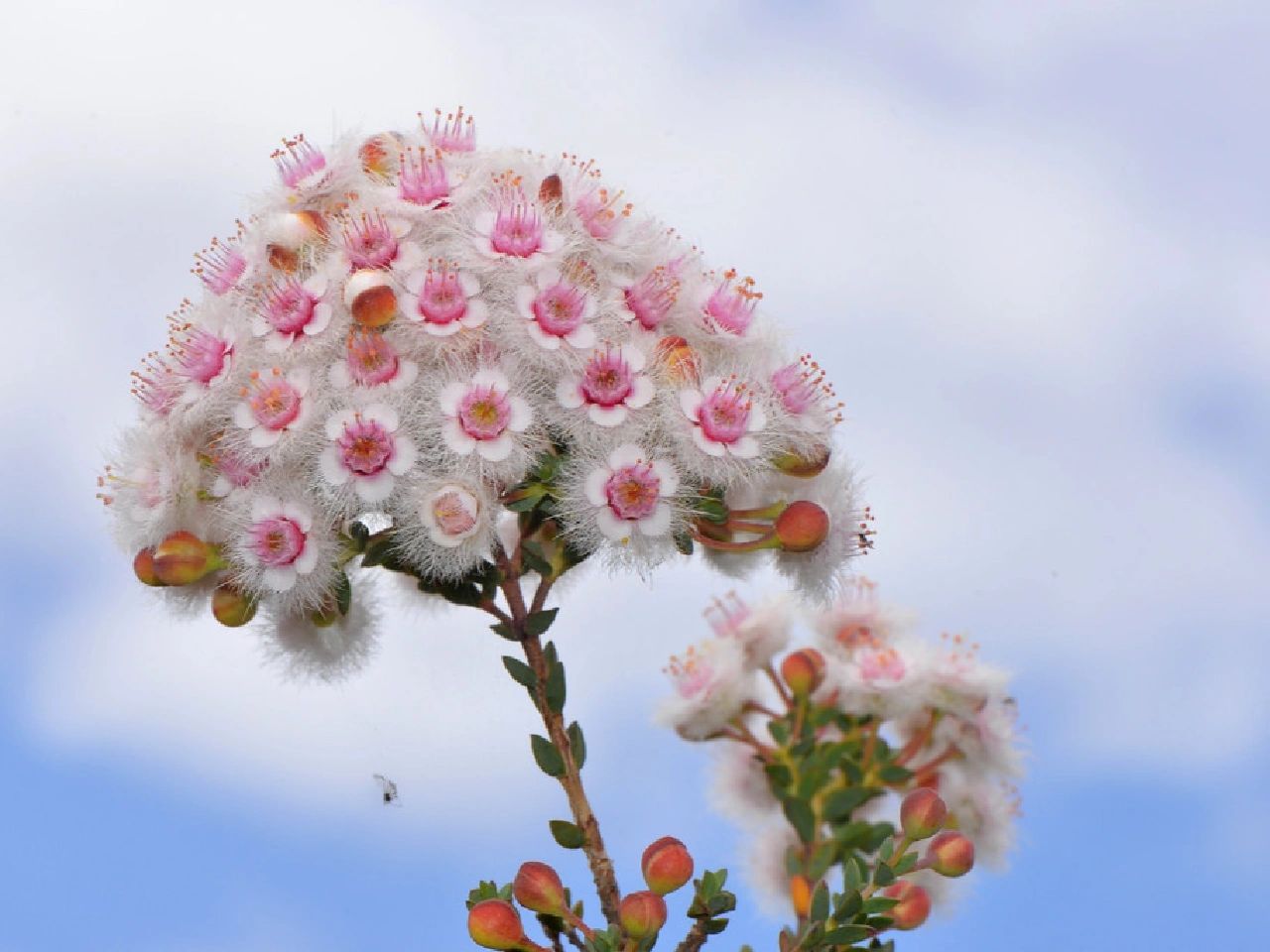 Verticordia Picta flowers-Feather Flower