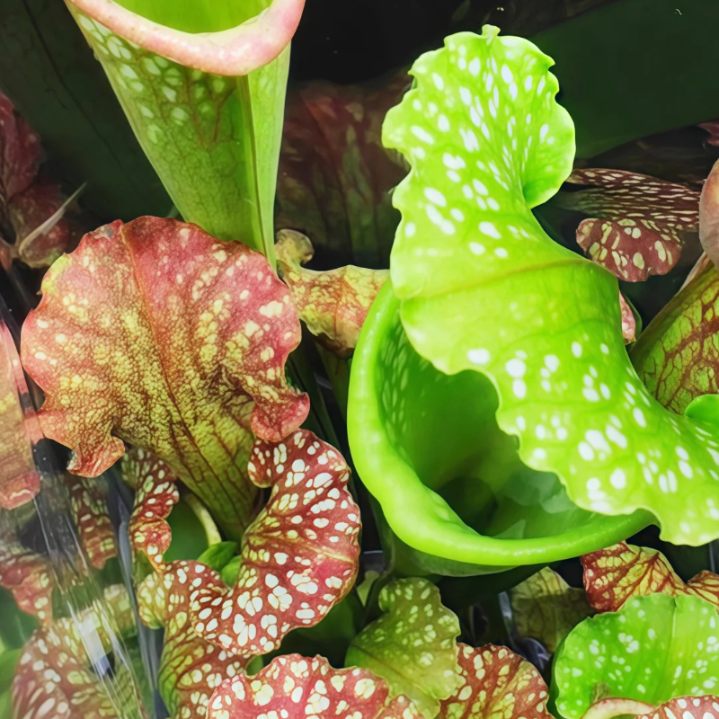 🌱 Pitcher Plant Seeds – Easy, Elegant & Bug-Free Gardening 🐞🌼