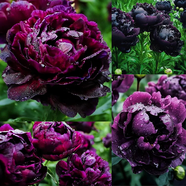 Black Beauty Peony Flower Seeds-Embrace the Dark Elegance