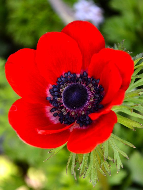 🌟 Embrace Elegance: Anemone, the Epitome of Grace for Your Garden Oasis! 🌸✨