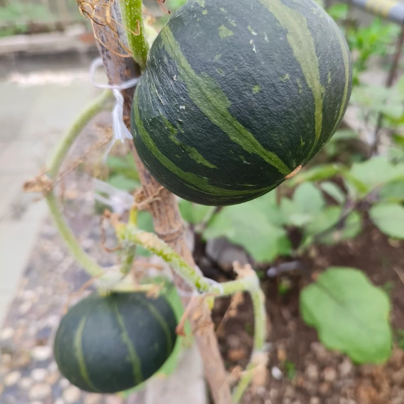 🌱Green Baby Pumpkin Seeds - Easy to grow,healthy and nutritious