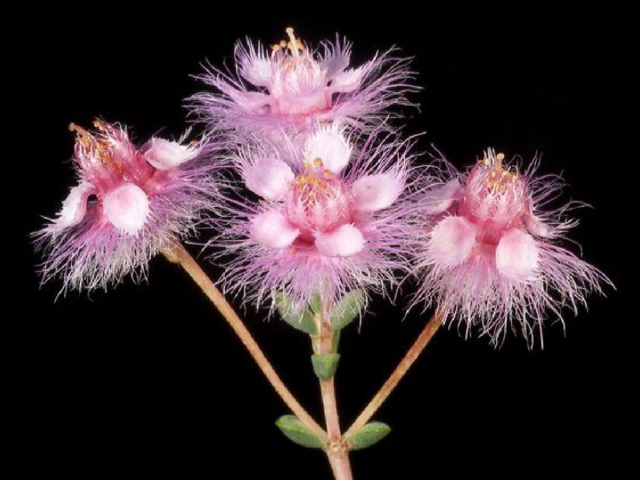 Verticordia Picta flowers-Feather Flower