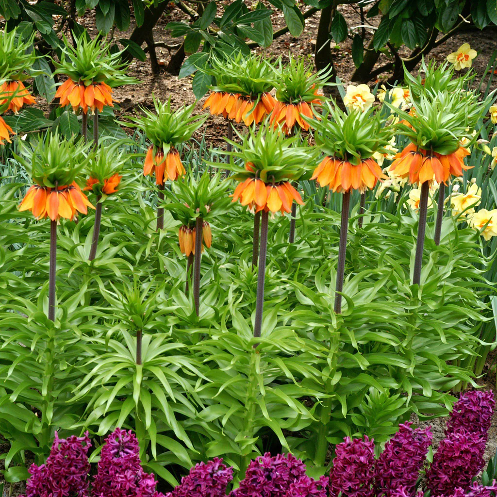 Fritillaria Crown Imperial Aurora