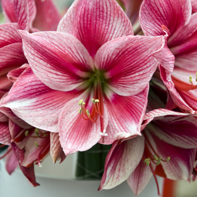 🌸 Timeless Beauty in Every Bloom – Hippeastrum Seeds: Easy to Grow, Perfect for Generations!