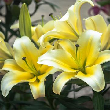 Oriental Perfume Lily Bulbs