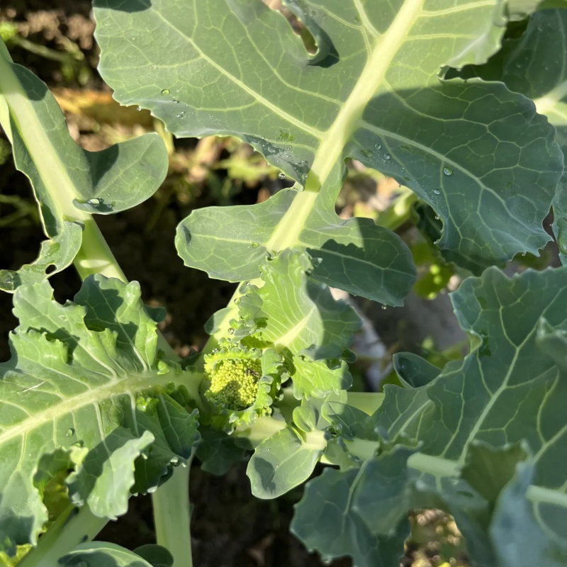 🌱Broccoli Seed - health benefits, ease of growing, and sustainability♻️