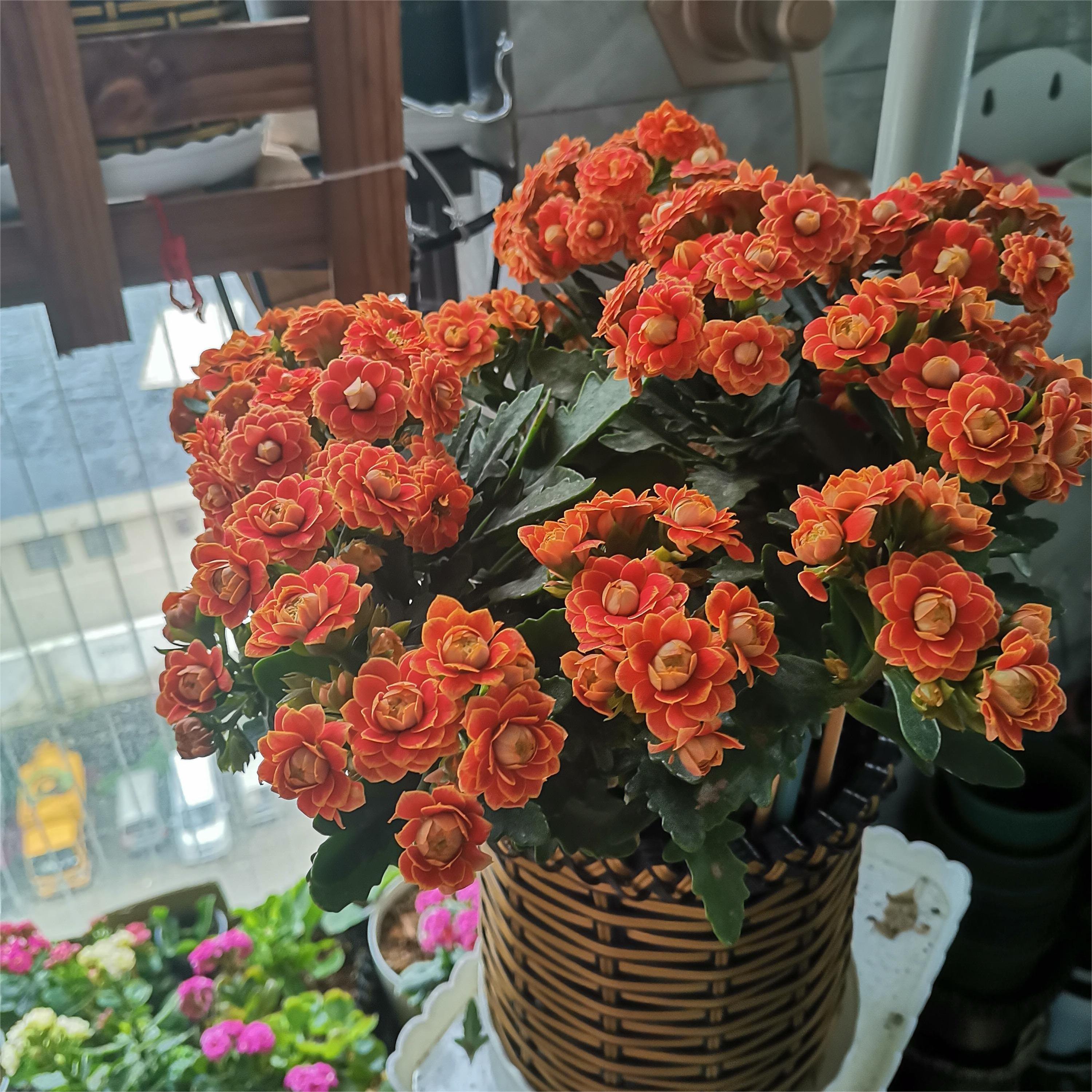 Golden Fox Longevity Flower Seeds