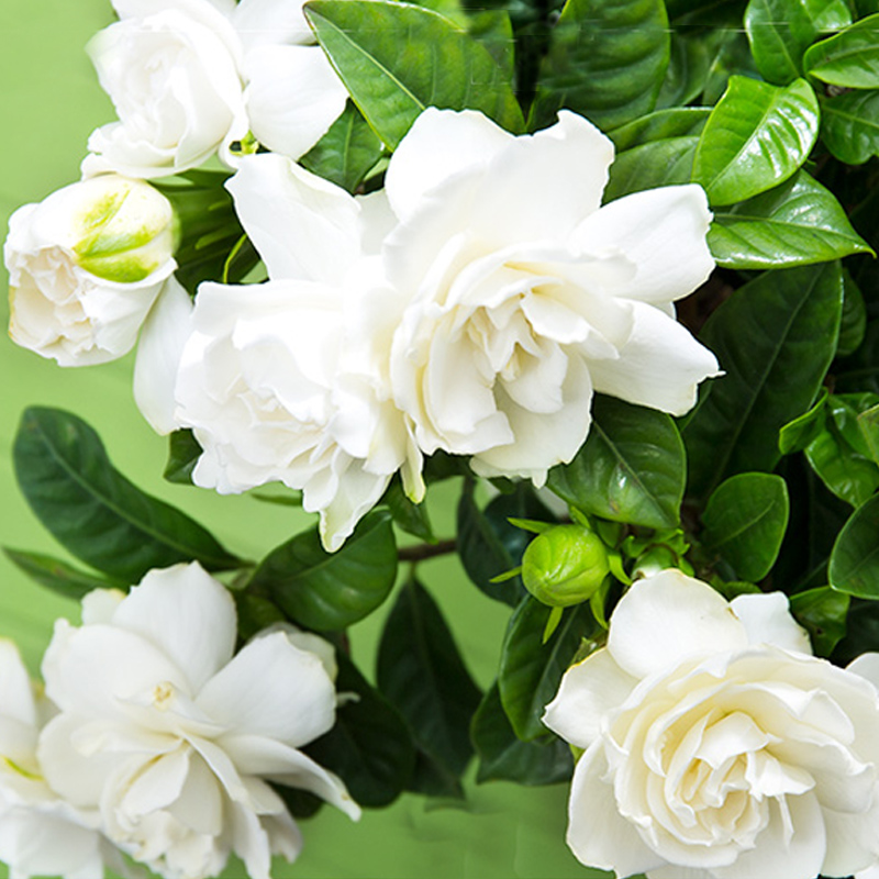 Big Leaf Gardenia Seeds