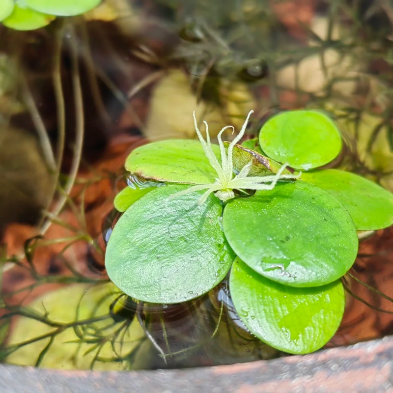 🍀 Round Leaf Duckweed Seeds – Grows Fast 🌱 | Cleans Water 💧 | Easy Natural Cover for Peaceful Ponds & Happy Fish  🐟🪷