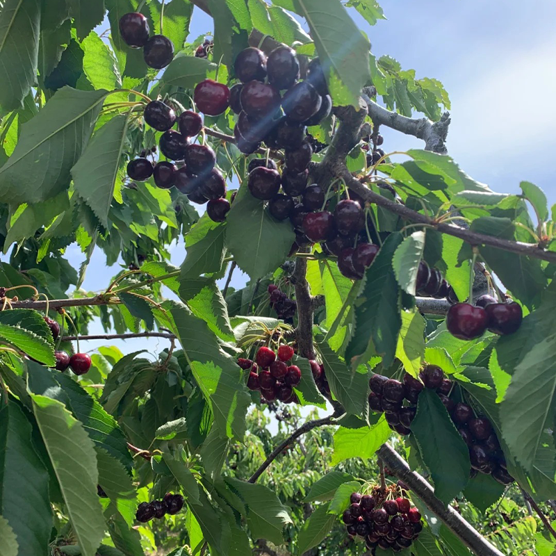 Rainier Cherry Fruit Seeds(🌿Can be planted in winter)