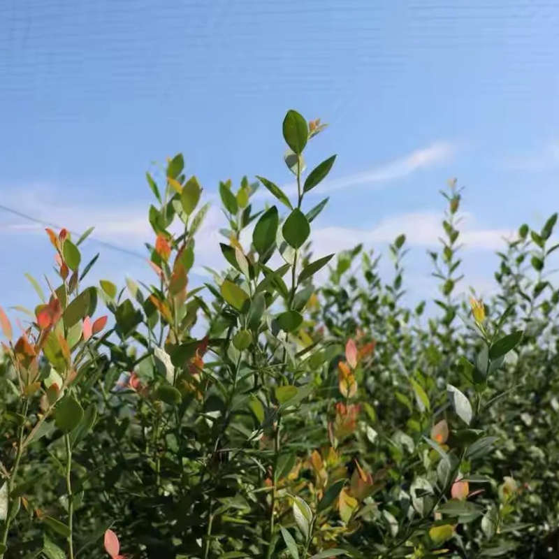 🫐Blueberry Seeds - Easy to grow, delicious and nutritious, cold resistant🌱