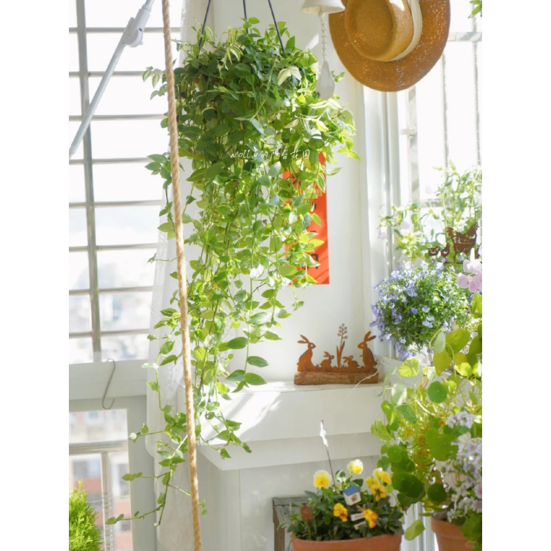 🍃 Green White Jade Chlorophytum Comosum - Air Purification And Easy Maintenance