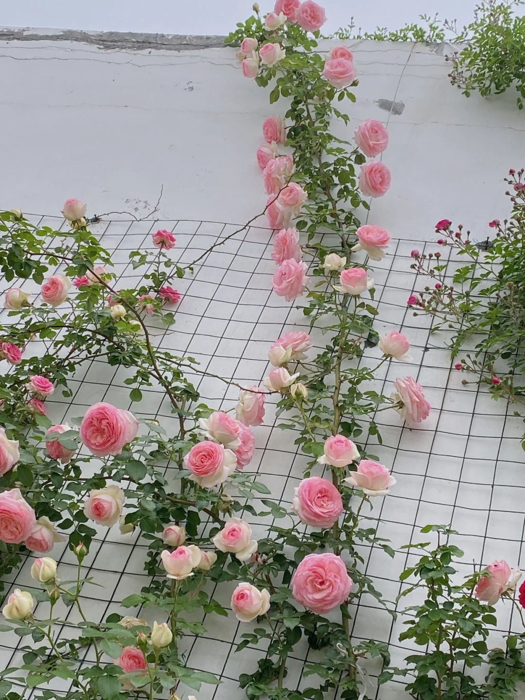 💥Gartenjuwel: 💐Mehrfarbige Kletterrose🌹✨40%OFF